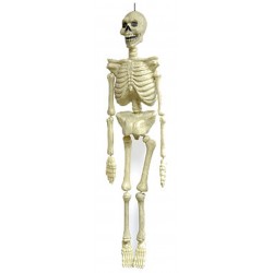Moulded Skeleton